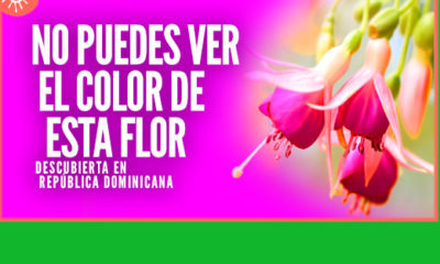 Fuchsia Color